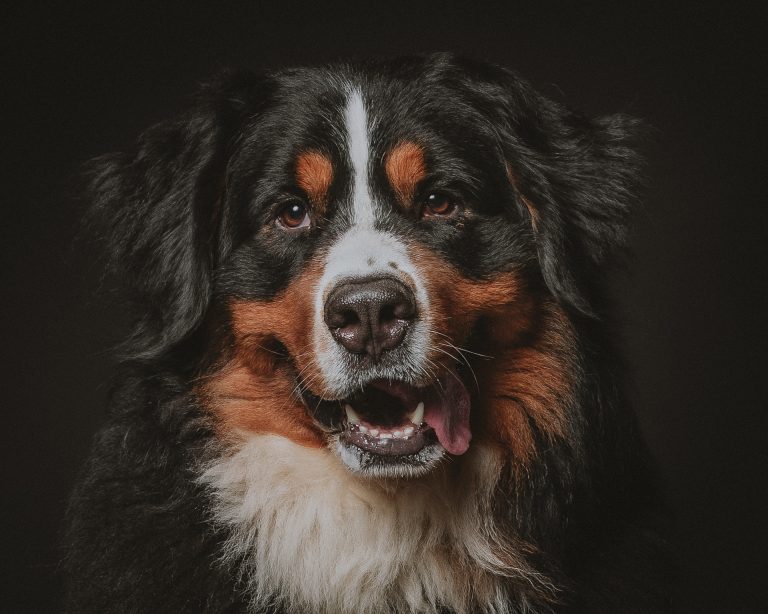 Dog headshot of Bernese mountain dog on a dark background