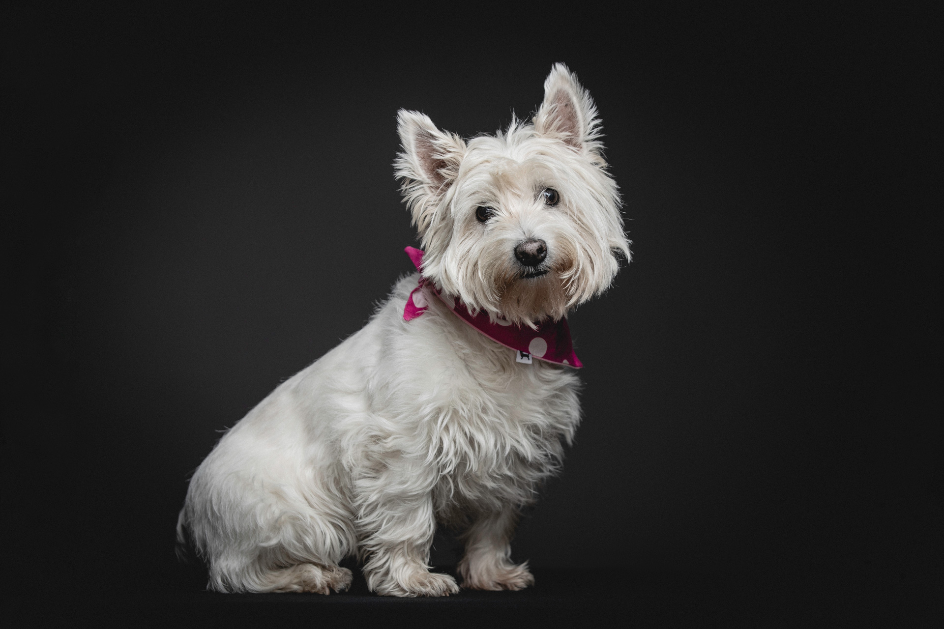 Dog Portraits » Ian Boichat Photography