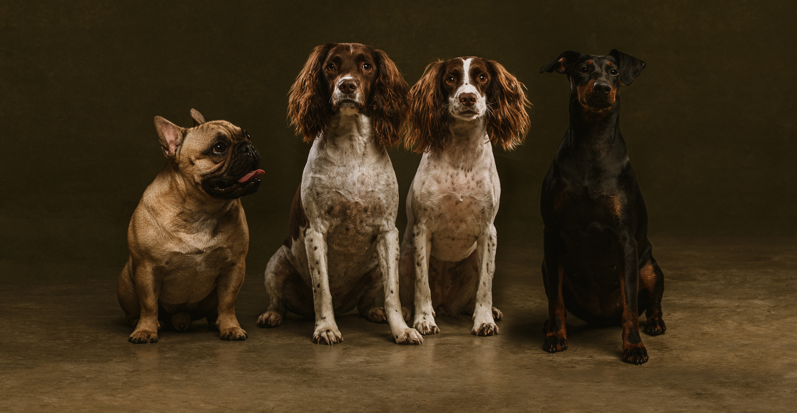 Group Photo of Four Dogs in the Studio on a dark background
