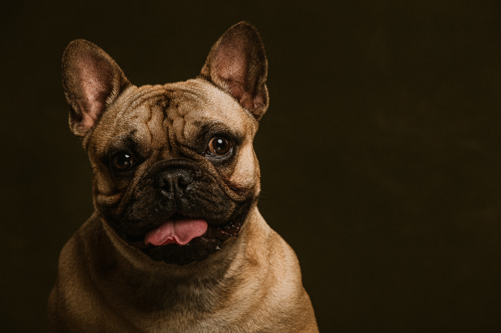 Studio photo of dog with tongue out