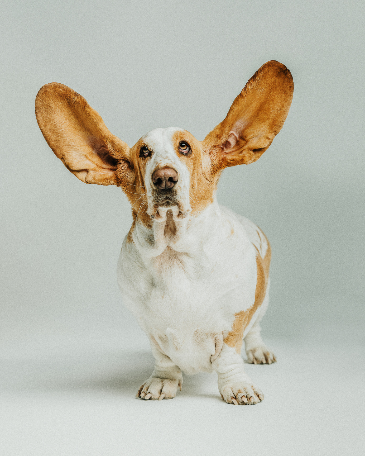 Dog with its ears flapping in motion
