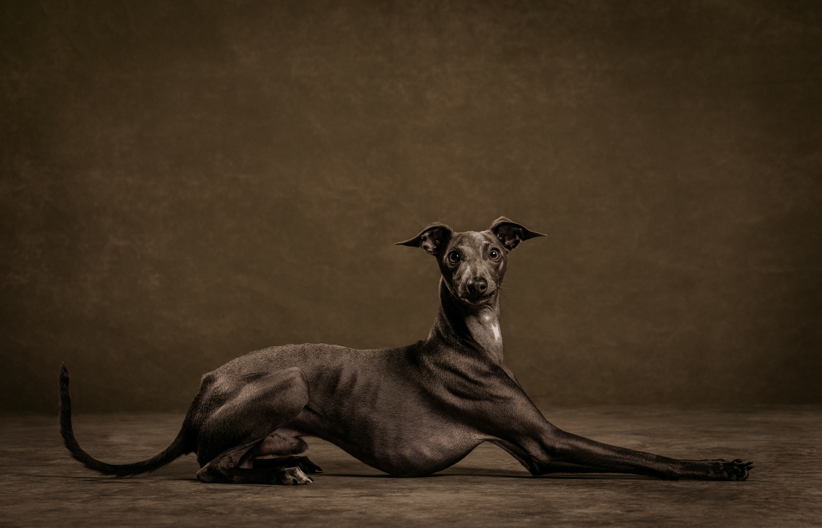 Miniture Greyhound