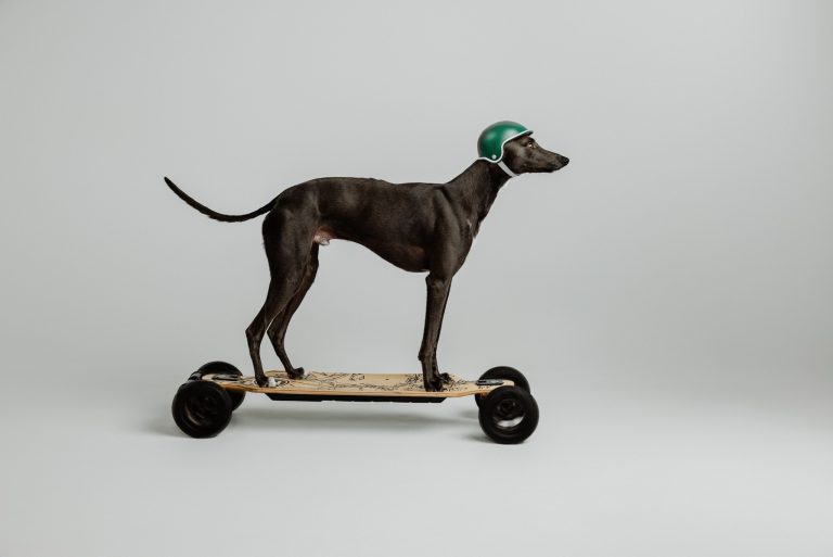 Slender dark-coated dog wearing a green helmet while standing on a skateboard