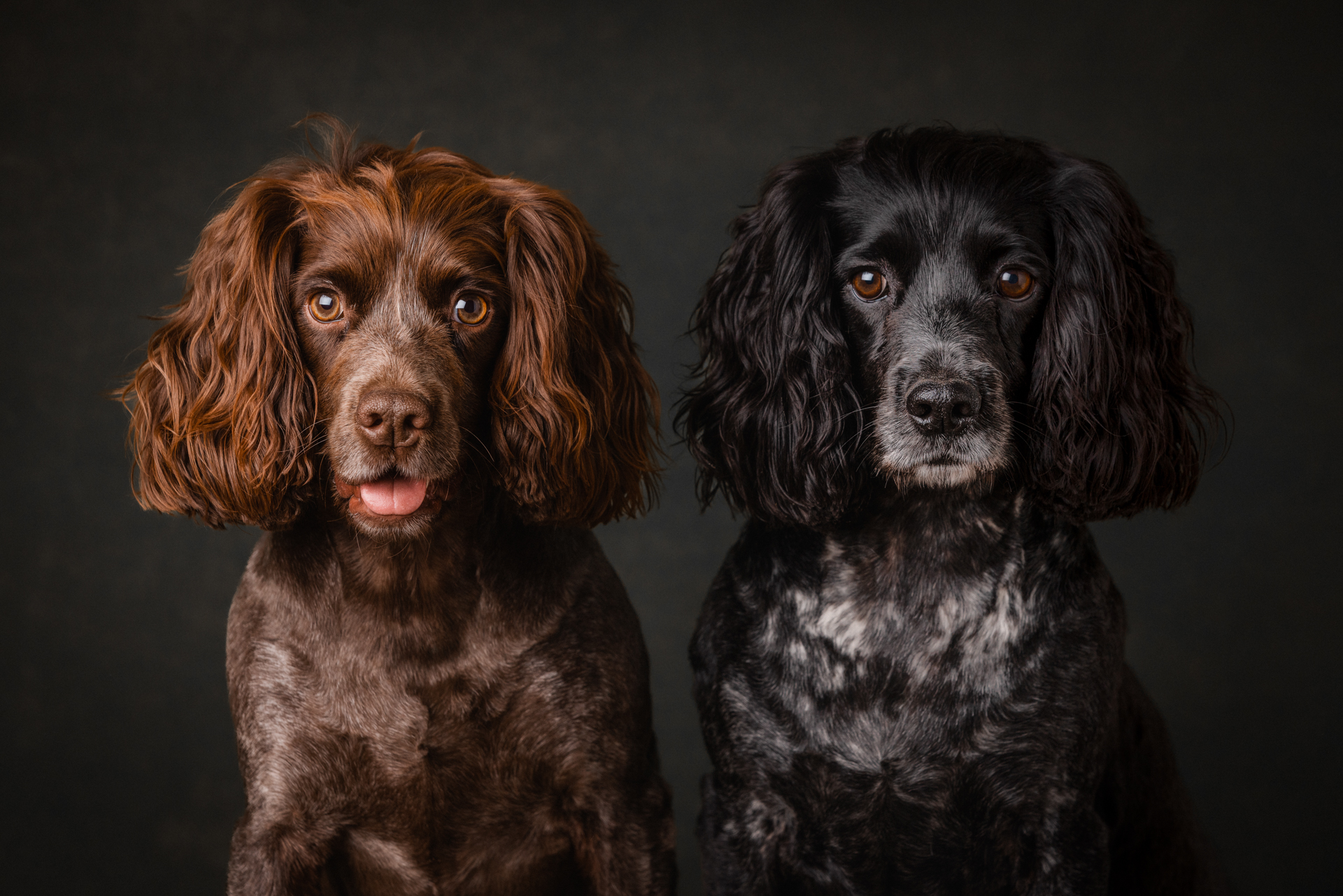 Portrait of two working spaniels