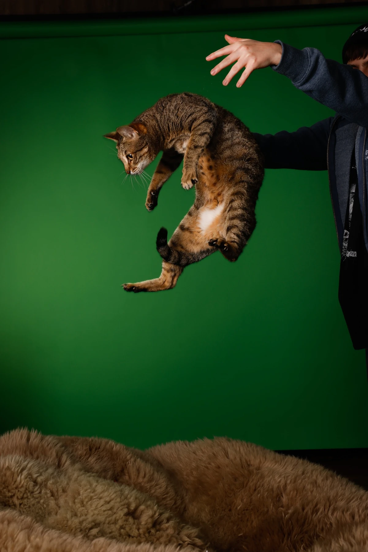 Behind the scenes at the KatKin shoot, with a tabby cat airborne above a large padded beanbag in front of a green studio backdrop.