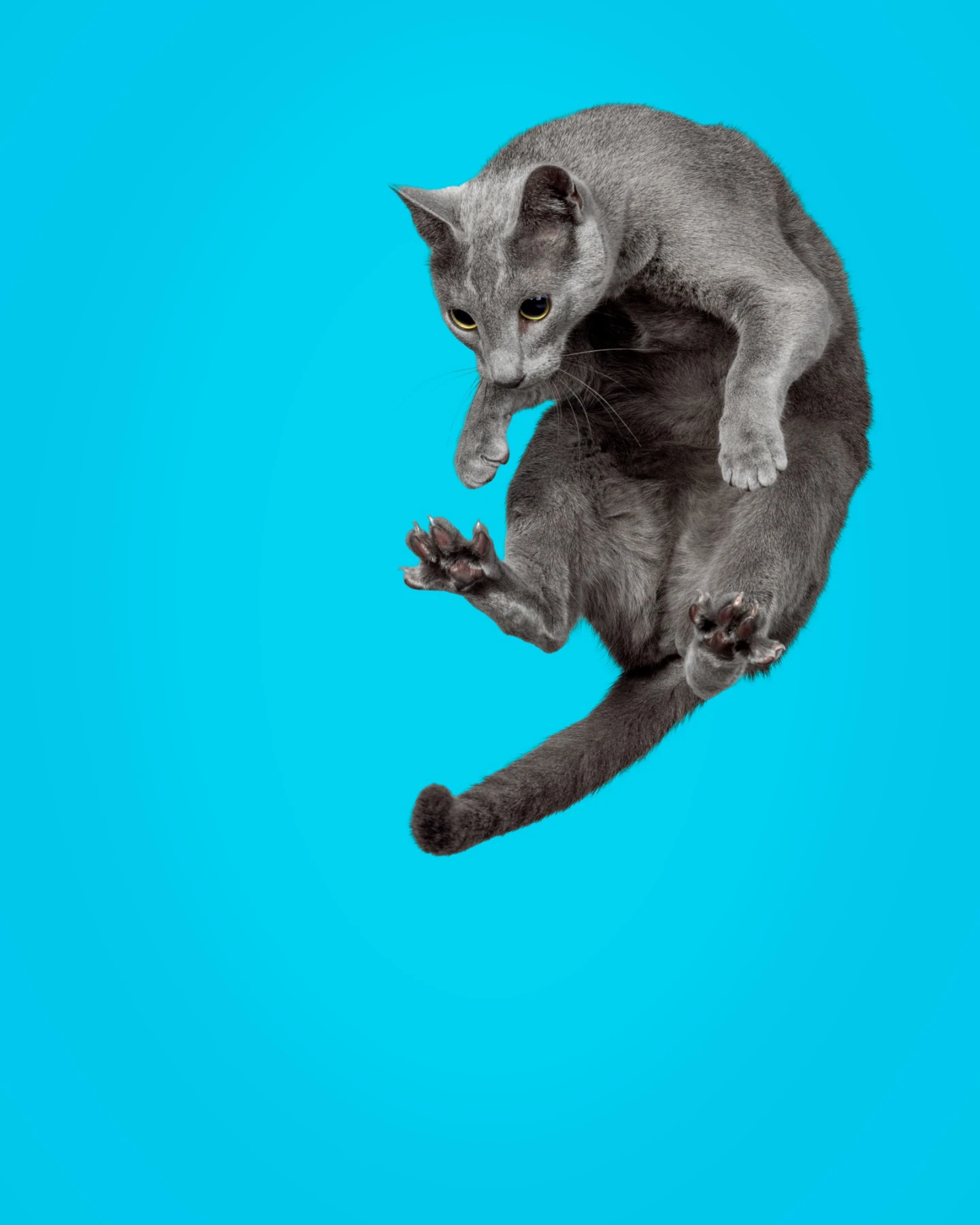 Grey cat curled in mid-air against a bright turquoise background for KatKin’s Unleash the Kitten campaign.