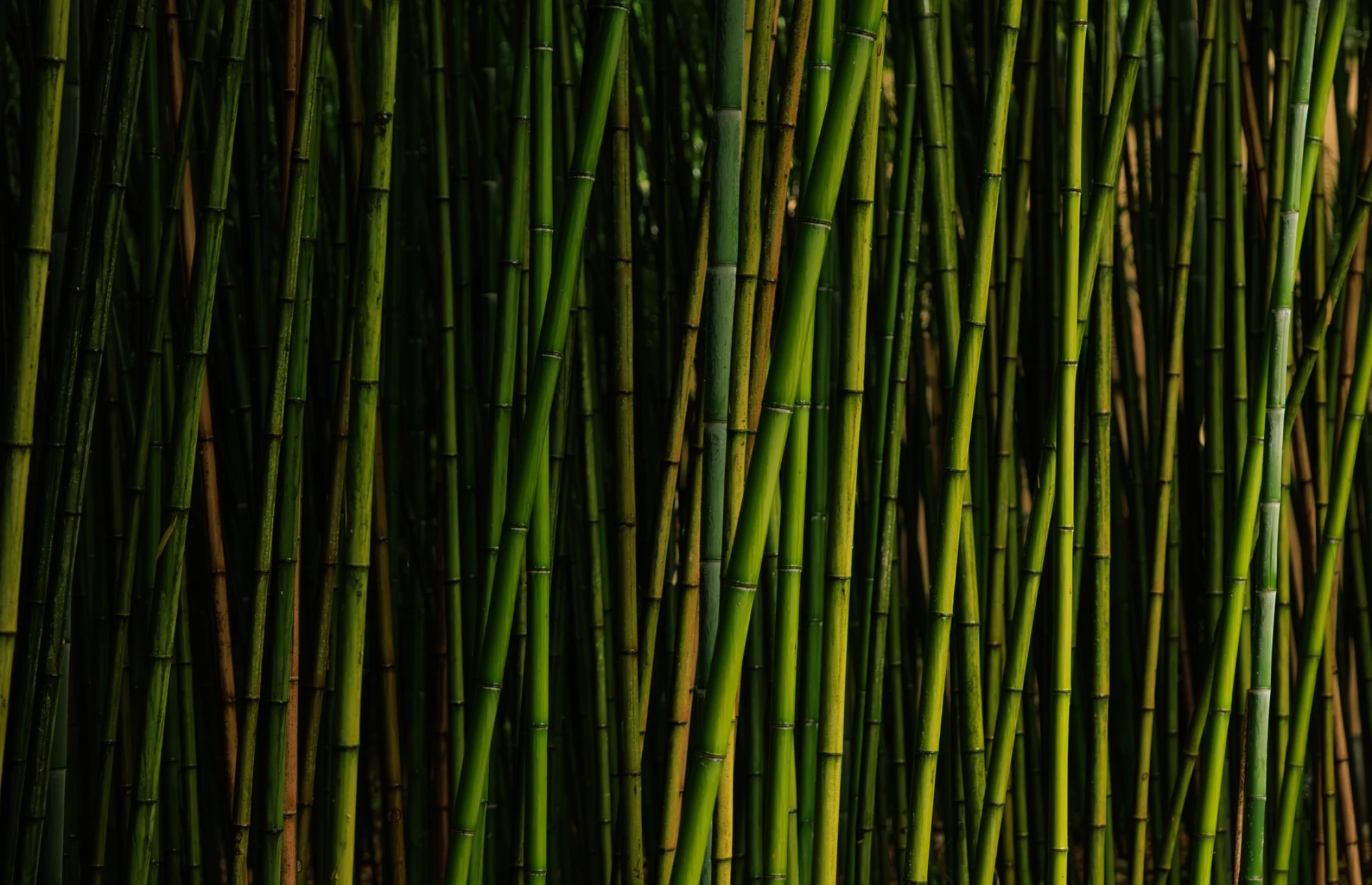 Sunlight catching green bamboo stems against deep shade near Lake Como.