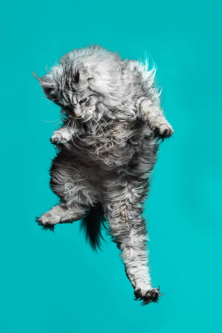 Long-haired Maine Coon cat photographed in mid-air against a turquoise background.
