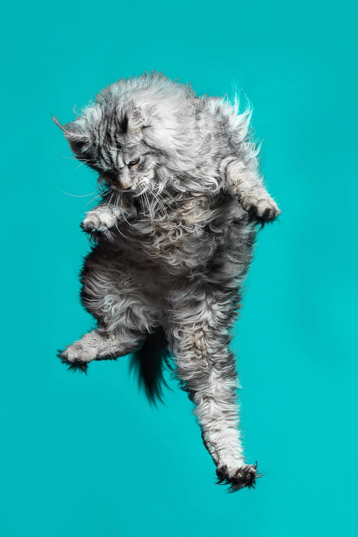 Long-haired Maine Coon cat photographed in mid-air against a turquoise background.